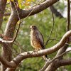 Pench 1
